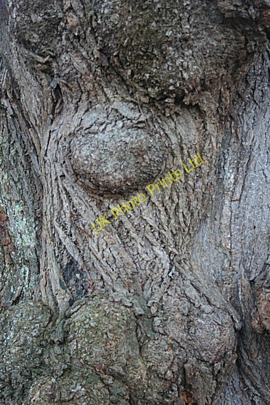 Photo 6"x4" Bark Patterns Fochabers c2007