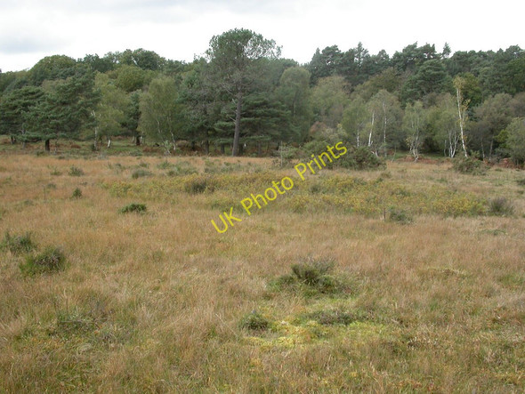 Photo 6"x4" Holmsley, bog Ossemsley c2010