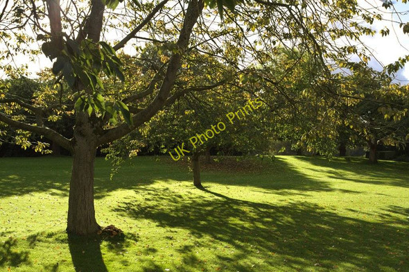 Photo 6"x4" Autumn Trees, Beningbrough Park Newton-on-Ouse c2010