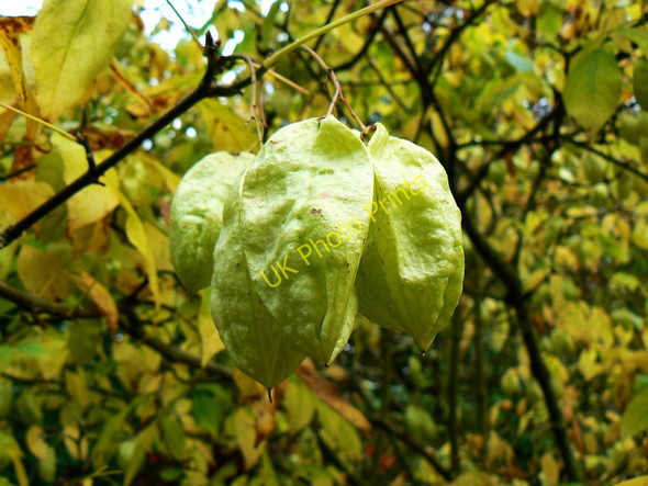 Photo 6"x4" Seeds of the bladdernut tree, Westonbirth Arboretum Westonbirt c2010