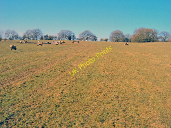 Photo 6"x4" Sheep pasture east of Brynderi Wayne Green c2010