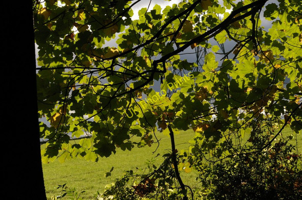 Photo 6"x4" Looking south out of Cuckoo Wood Hazelwood\/TQ4461 c2010