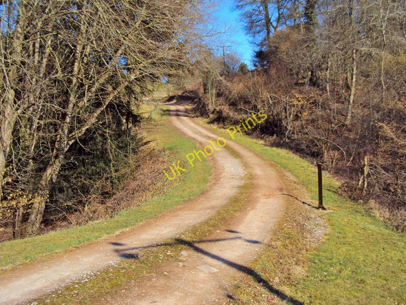 Photo 6"x4" Track entering Llyfos Wood Tal-y-coed c2010