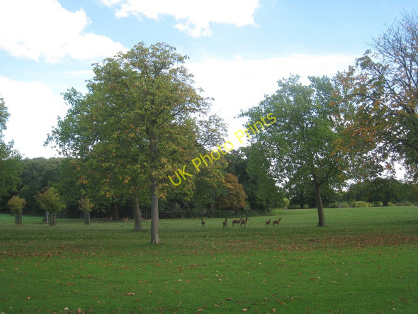 Photo 6"x4" Deer by Rush Pond Villag c2010