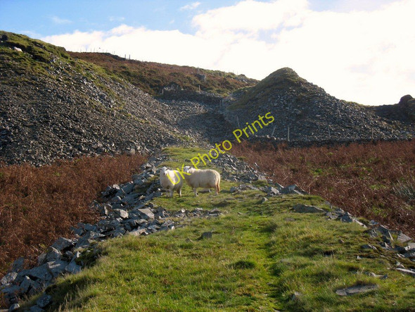 Photo 6"x4" Sheep on the old tramway incline of Bwlch Gwynt Quarry Pistyll\/SH3242 c2010