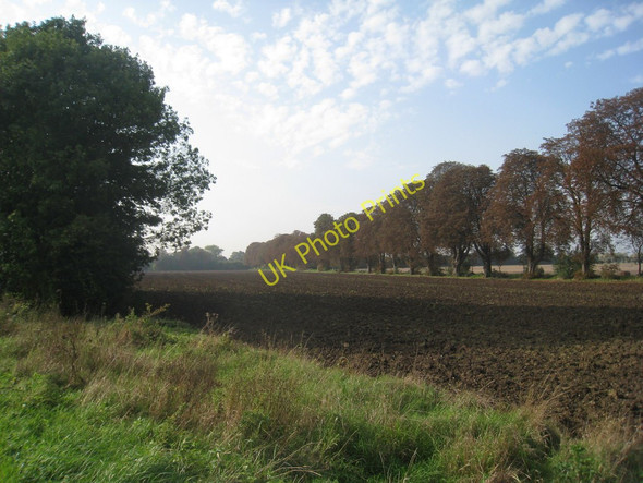 Photo 6"x4" Horse Chestnut Avenue near Boveney Eton c2010