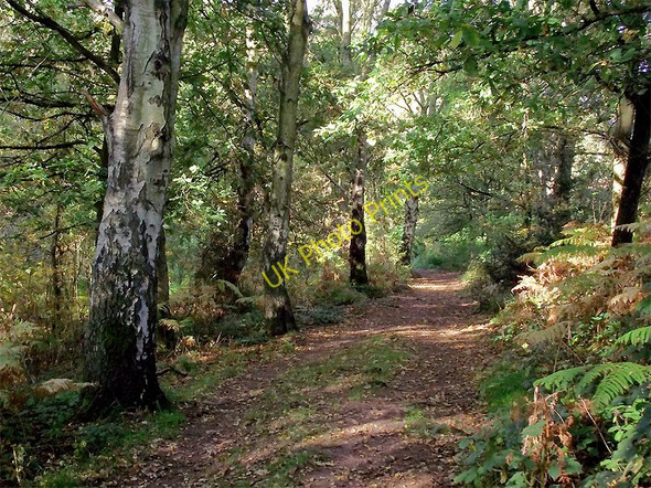 Photo 6"x4" Woodland track in Highgate Country Park, Staffordshire Gospel Ash c2010