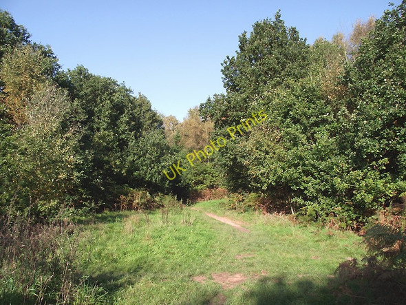Photo 6"x4" Woodland clearing in Highgate Country Park, Staffordshire Gospel Ash c2010