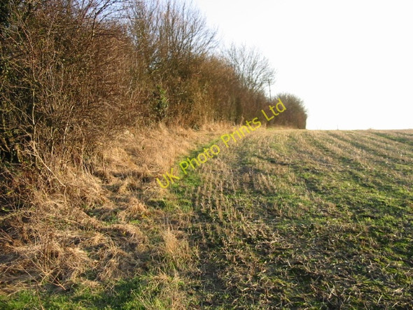 Photo 6"x4" Field boundary along Singledge Lane Coldred c2007