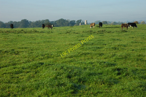 Photo 6"x4" Cattle grazing at Dunstall Dunstall Common c2010