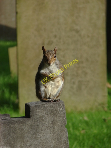 Photo 6"x4" Banstead churchyard Banstead c2010