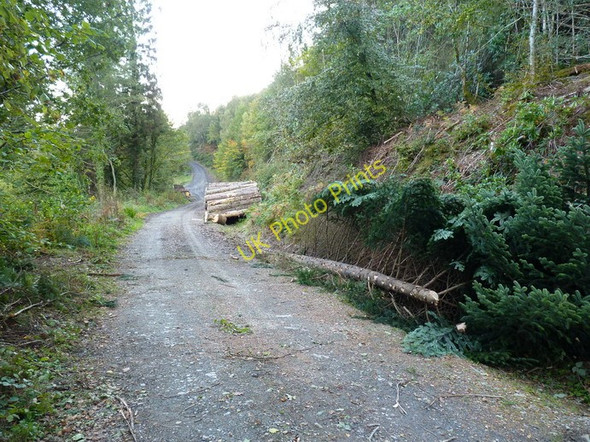 Photo 6"x4" Timber stacks and forest track Dinas-Mawddwy c2010