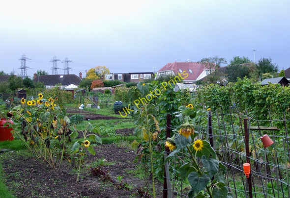 Photo 6"x4" Kenilworth Gardens Allotment Rayleigh c2010