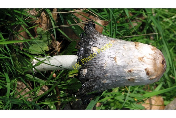 Photo 6"x4" Shaggy ink cap mushroom (Coprinus comatus) North Burlingham c2010