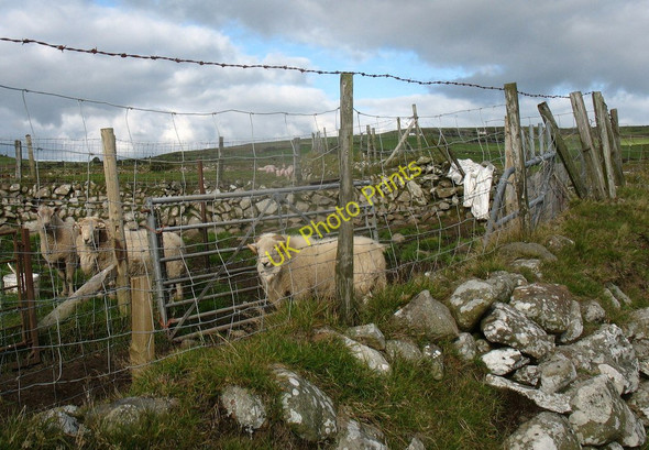 Photo 6"x4" Meheryn y Ffridd \/ Rams at Fridd farm Llithfaen c2010