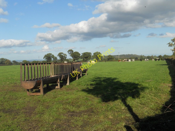 Photo 6"x4" Cattle troughs and livestock Longden Common c2010