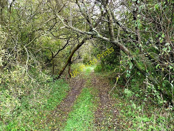 Photo 6"x4" Scots Dike Plantation Chapelknowe\/NY3173 c2010