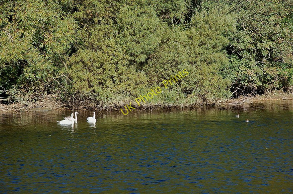 Photo 6"x4" Swans and goosanders on the Tweed Bemersyde c2010