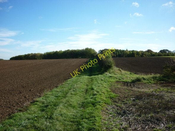Photo 6"x4" Looking towards Newbald Lodge in the Tree's Sancton c2010