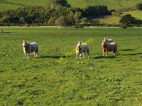 Photo 6"x4" Bullocks near Ty'n-y-ffordd cottage Abergynolwyn c2010