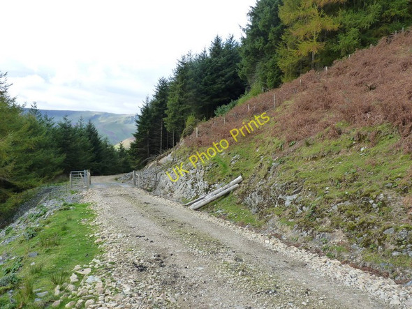 Photo 6"x4" At the forest edge Aber-Cywarch c2010