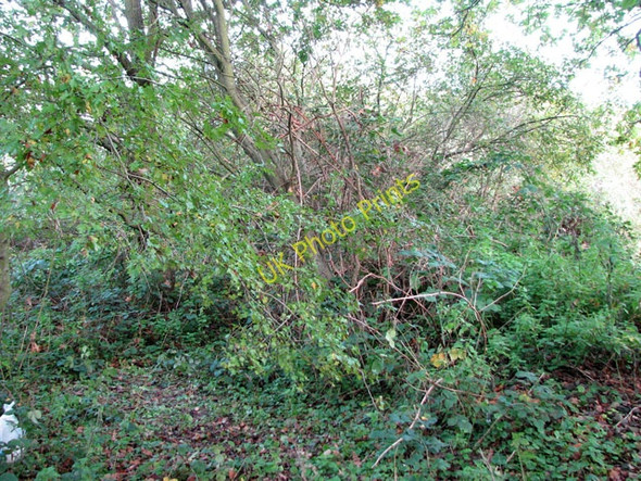 Photo 6"x4" Beccles to Yarmouth line - overgrown trackbed Beccles c2010 P1