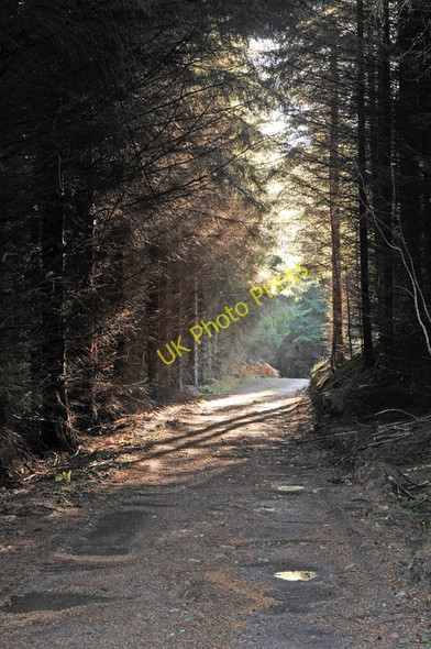 Photo 6"x4" Light rays on the forest road into Blackfold Wood Highland Boath c2010