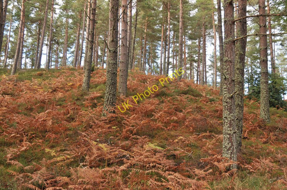 Photo 6"x4" Forested mound near Loch Belivat Ferness c2010