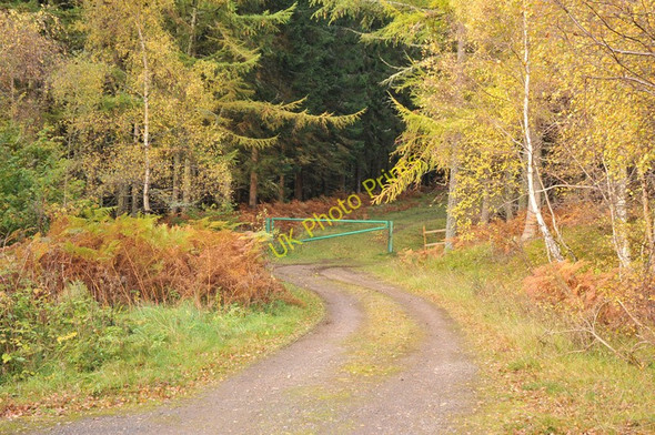 Photo 6"x4" Forestry access road near Logie Farm Ferness c2010