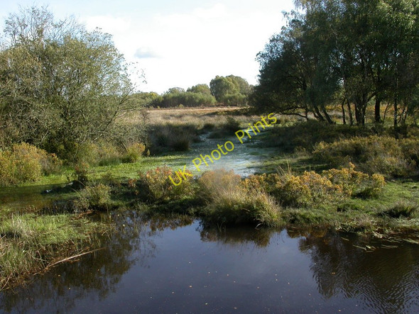 Photo 6"x4" Woodfidley Passage, wetlands Furzey Lodge c2010