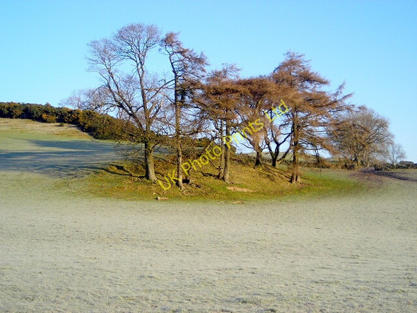 Photo 6"x4" Stand of Trees Near Bonerick Irongray c2007