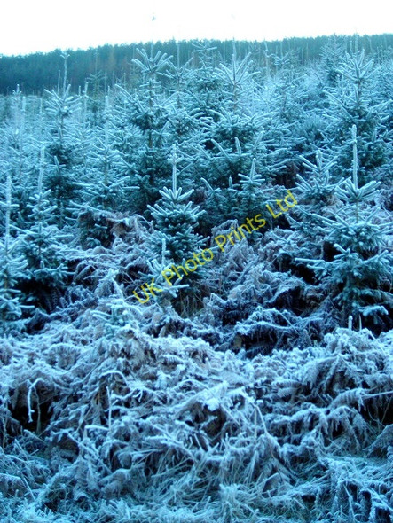 Photo 6"x4" Frost Covered Conifers in White Hill Wood Irongray c2007