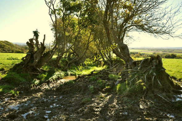 Photo 6"x4" The waterlogged footpath from East Saunton Farm Georgeham c2010