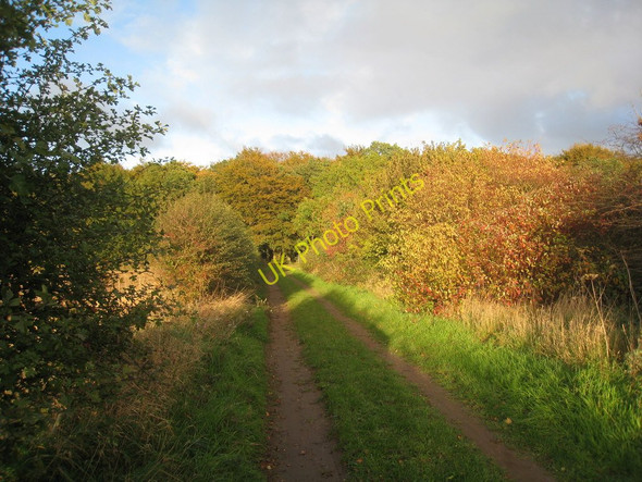 Photo 6"x4" Owmby Wold Lane looking towards Hendale Wood Searby c2010
