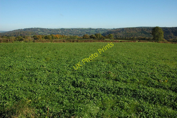 Photo 6"x4" Above Tintern Chapel Hill\/SO5200 c2010