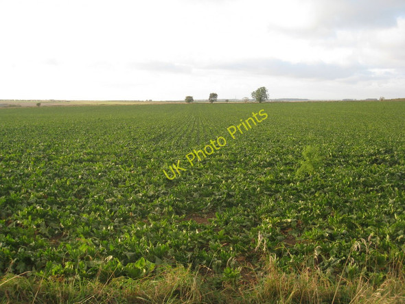 Photo 6"x4" Three trees and sugar beet Clixby c2010