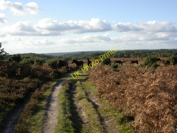 Photo 6"x4" Picket Hill, ponies Linford\/SU1806 c2010