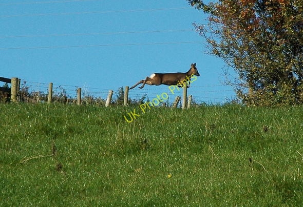 Photo 6"x4" Leaping deer (2) Chapel Hill\/SO5200 c2010