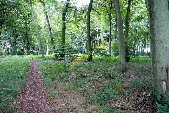 Photo 6"x4" Park Wood Huntercombe End c2010