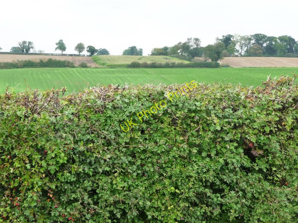 Photo 6"x4" View over the hedge Pickworth\/SK9913 c2010