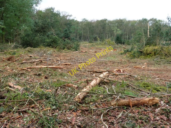 Photo 6"x4" Felled woodland Pickworth\/SK9913 c2010