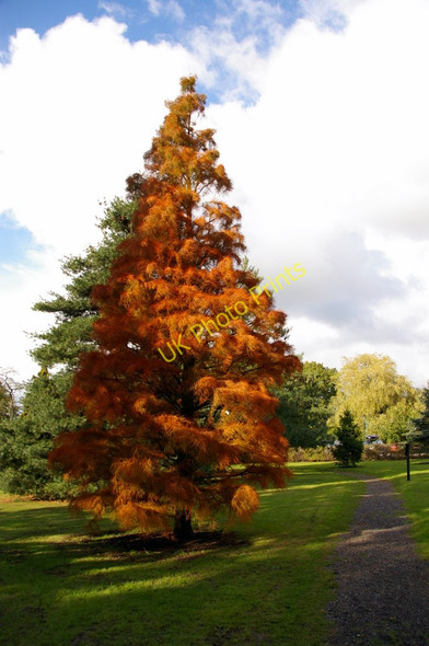 Photo 6"x4" Specimen Tree, West Lodge Park Arboretum, Hadley Wood Hadley Wood c2010