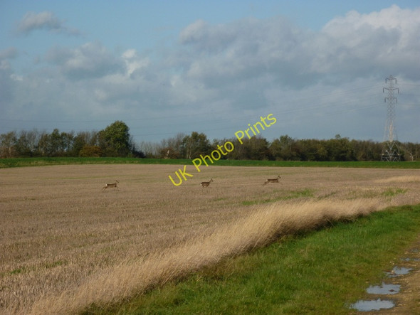 Photo 6"x4" Deer out for a run. On the outskirts of Hull Meaux c2010
