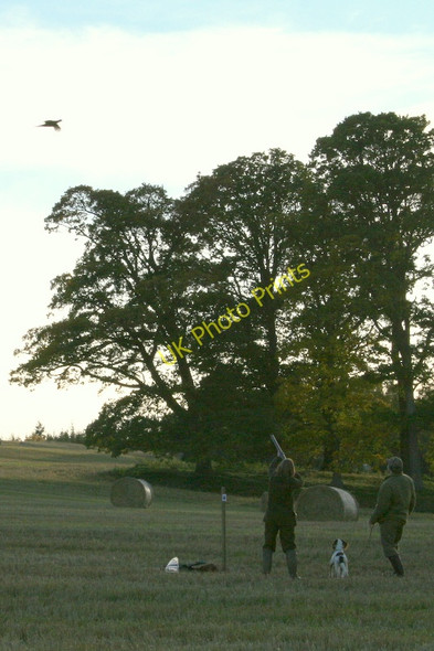 Photo 6"x4" Lady killer at peg number 4 Altyre Shoot Woodside\/NJ0555 c2010