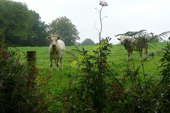 Photo 6"x4" Cattle at Park Corner Park Corner\/SU6988 c2010