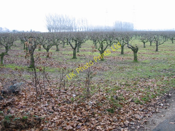 Photo 6"x4" Orchard at Little Barton Farm Bekesbourne Hill c2007