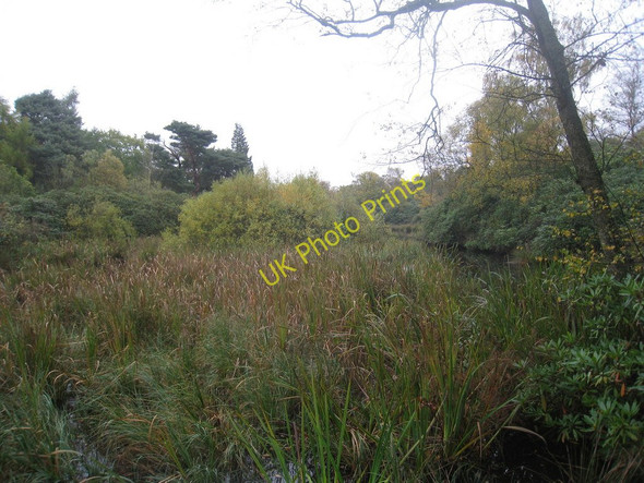Photo 6"x4" Overgrown pond in Twigmoor woods Manton Warren c2010
