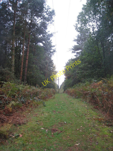 Photo 6"x4" Power line through Twigmoor Woods Manton Warren c2010