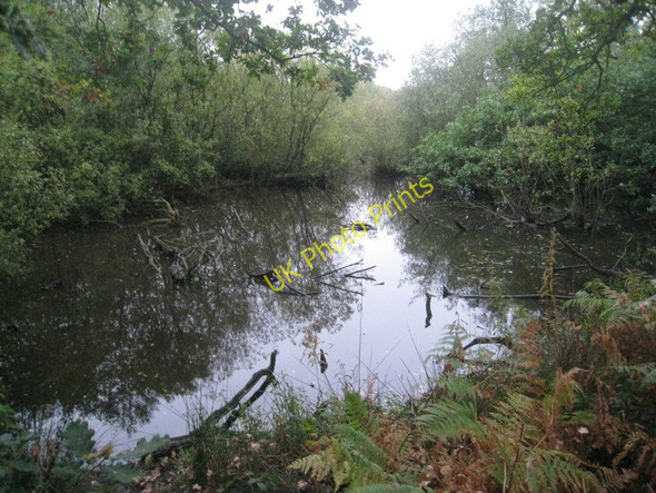 Photo 6"x4" Pond in Twigmoor Woods Manton Warren c2010