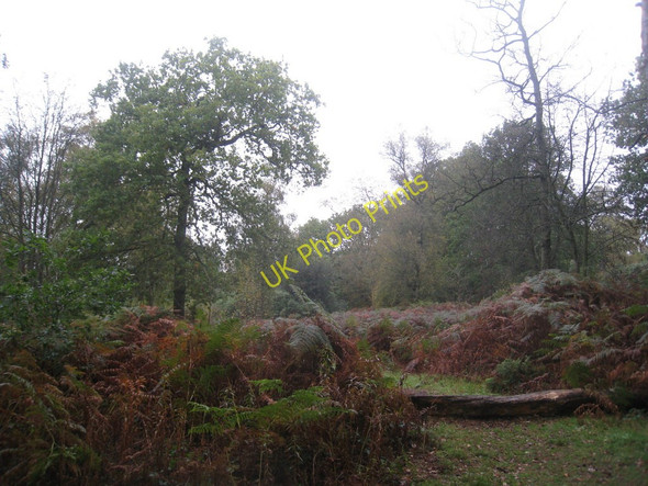 Photo 6"x4" Clearing in Twigmoor Woods Greetwell c2010